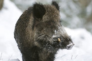 Großes Wildschwein steht in winterlicher Landschaft.