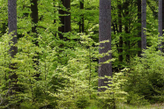 Mischwald mit Verjüngung (Foto: Michael Friedel)