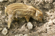 Frischling wühlt im Boden (Foto: Jan Böhm)