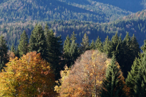 Blick von oben über den Bergwald (Foto: Michael Friedel)