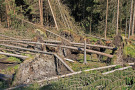 Geworfene und gebrochene Fichten - teilweise mit aufragenden Wurzeltellern (Foto: Zophoba/fotolia.com)