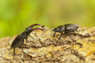 Männlicher und weiblicher Hirschkäfer
