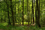 Teaserbild StMELF-aktuell Ergebnisse dritte Bundeswaldinventur: Freisinger Forst (23)