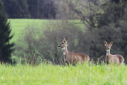 Zwei Rehe auf Wiese mit Wald im Hintergrund (Foto: Hans-Joachim Fünfstück)