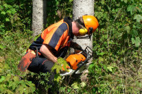 Forstwirt bei der Holzernte (© Gero Brehm)