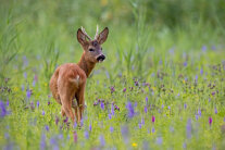 Rehbock auf Blumenwiese (© PantherMedia/Jakub Mrocek)