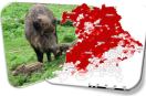 Wildschwein mit Bayernkarte - Streckenliste 2012/2013