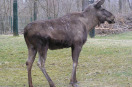 Jungelch steht auf einer Wiese.