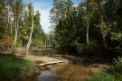 Fluss fließt durch einen Auwald im Sonnenschein