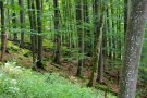 Waldmeister-Buchenwald in leichter Hanglage (© Boris Mittermeier)