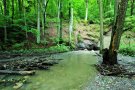 Bachbegleitender Erlen-Eschen-Wald mit schwimmendem Totholz (© Stephan Thierfelder)