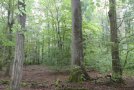 Sternmieren-Eichen-Hainbuchenwald (© Klaus Schreiber)