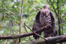 Wespenbussard sitzt auf Ast (© H.-J. Fünfstück/www.5erls-naturfotos.de)