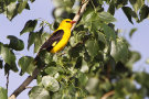 Pirol sitzt auf einem Ast (© H.-J. Fünfstück/www.5erls-naturfotos.de)