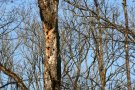 Höhlenbaum