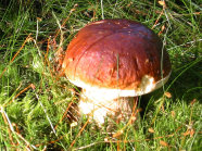 Pilz. Steinpilz