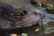 Biber im Wasser (© Rudolf Vornehm)