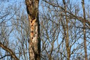 Höhlenbaum (© Felix Brundke)