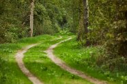 Waldweg schlängelt sich durch den Wald (© Robert Pehlke)