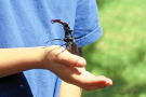 Hirschkäfer auf Kinderhand