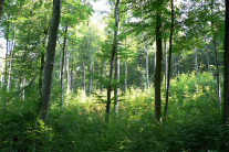 Buchenwald mit dichter Naturverjüngung (Foto: Josef Stangl/StMELF).