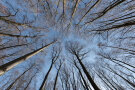 Blick von unten in Buchenkronen ohne Laub vor blauem Himmel