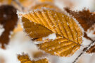 Blatt einer Hainbuche im Winter