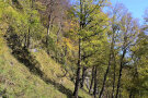 Wärmebedürftiger Spitzahorn-Sommerlinden Wald 
