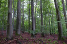 Buchenaltbestand