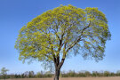 frühblühender Spitzahorn vor blauem Himmel