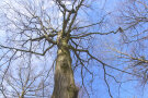 Mächtige Hainbuche im Winter 