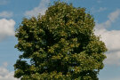 Habitus des Spitzahorn