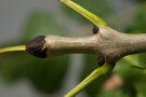 Schwarze Knospe einer Esche