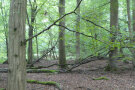 Sternmieren-Eichen-Hainbuchenwald
