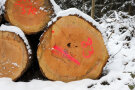 rötliche Schnittfläche von Douglasienstämmen im Schnee