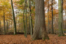 Starke Stieleiche in einem Buchen-Eichen-Wald