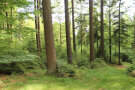 Mischwald mit Douglasien, Buchen und Fichten