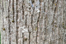 Stamm mit grauer Rinde der Winterlinde