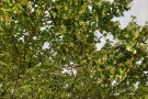 Baumkrone einer stark blühenden Winterlinde mit gelblichen Blüten