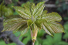 Junges Ahornblatt entfaltet sich aus einer Knospe
