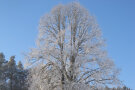 Kahle Winterlinde in verschneiter Landschaft
