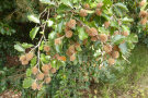 Buchenzweig mit Blättern und Bucheckern