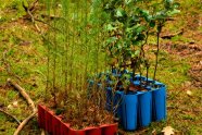 Junge Lärchen- und Buchenkeimlinge mit Erdballen in farbigen Pflanzcontainern