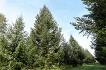 Weißtannen-Samenplantage (© Tobias Hase)
