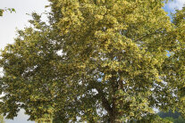 Krone einer blühenden Winterlinde 