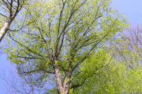 Im Frühling austreibende Hainbuche (© Gregor Aas)