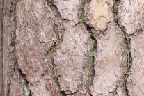Rissige Rinde der Waldkiefer