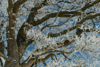 Stieleichenkrone mit Raureif im Winter