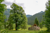 Solitärer Bergahorn (© Christoph Josten)