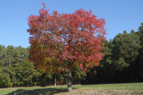 Herbstlich rot gefärbte Roteiche (© Gregor Aas)